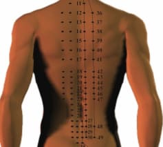 The Back Shu Points along the bladder Meridian, very important points when using Chinese Medicine for Back Pain are located here.